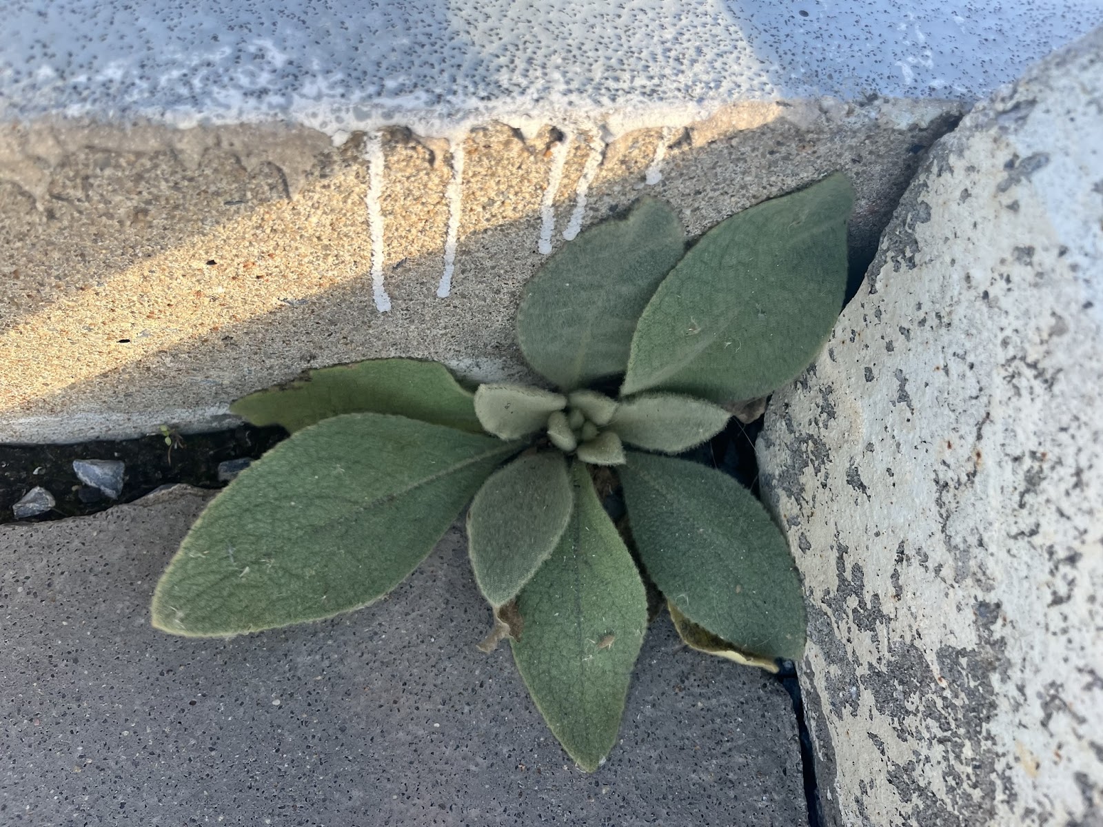 Mullein growing from a crack in the pavement