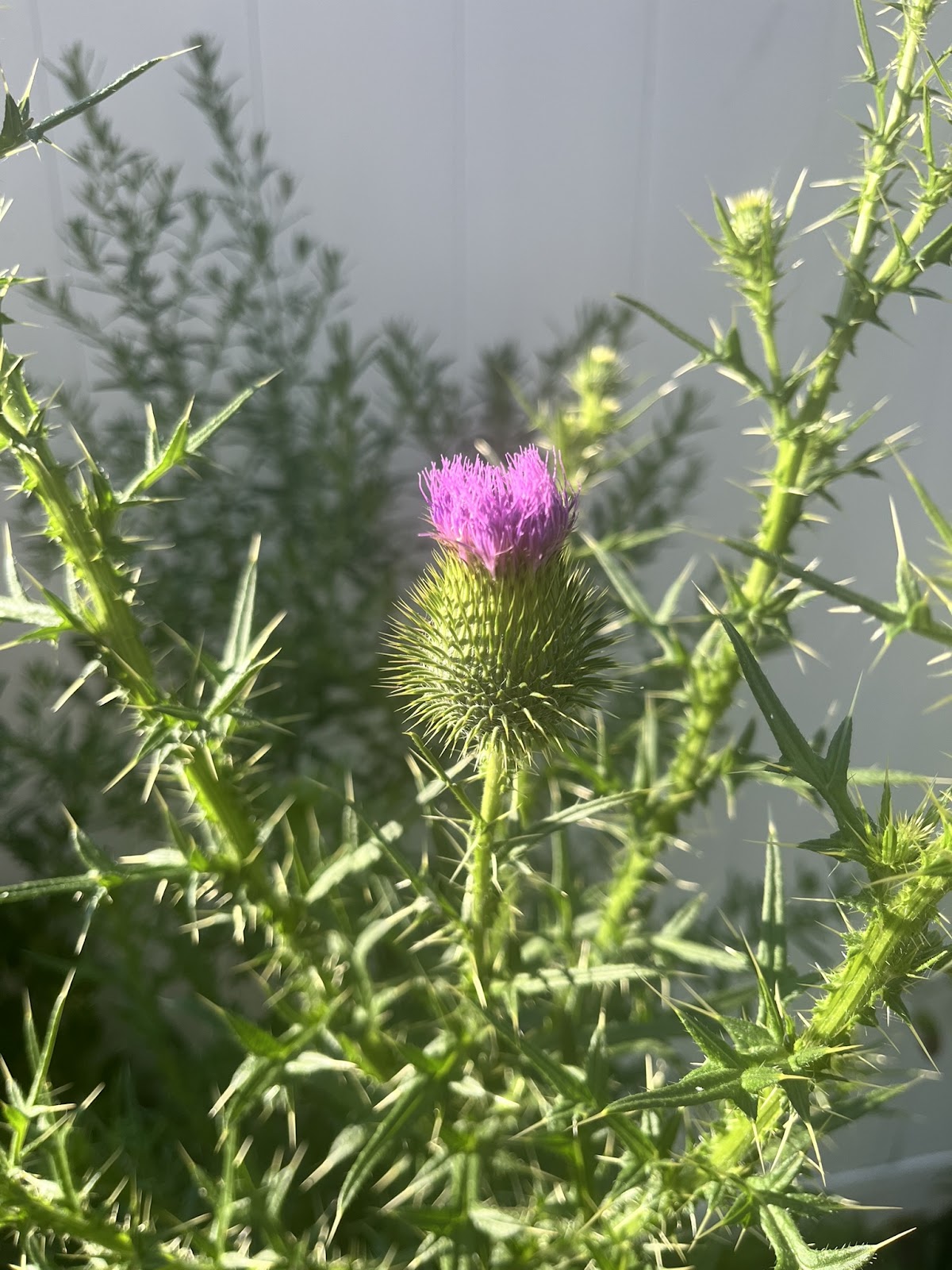 A purple thistle in bloom