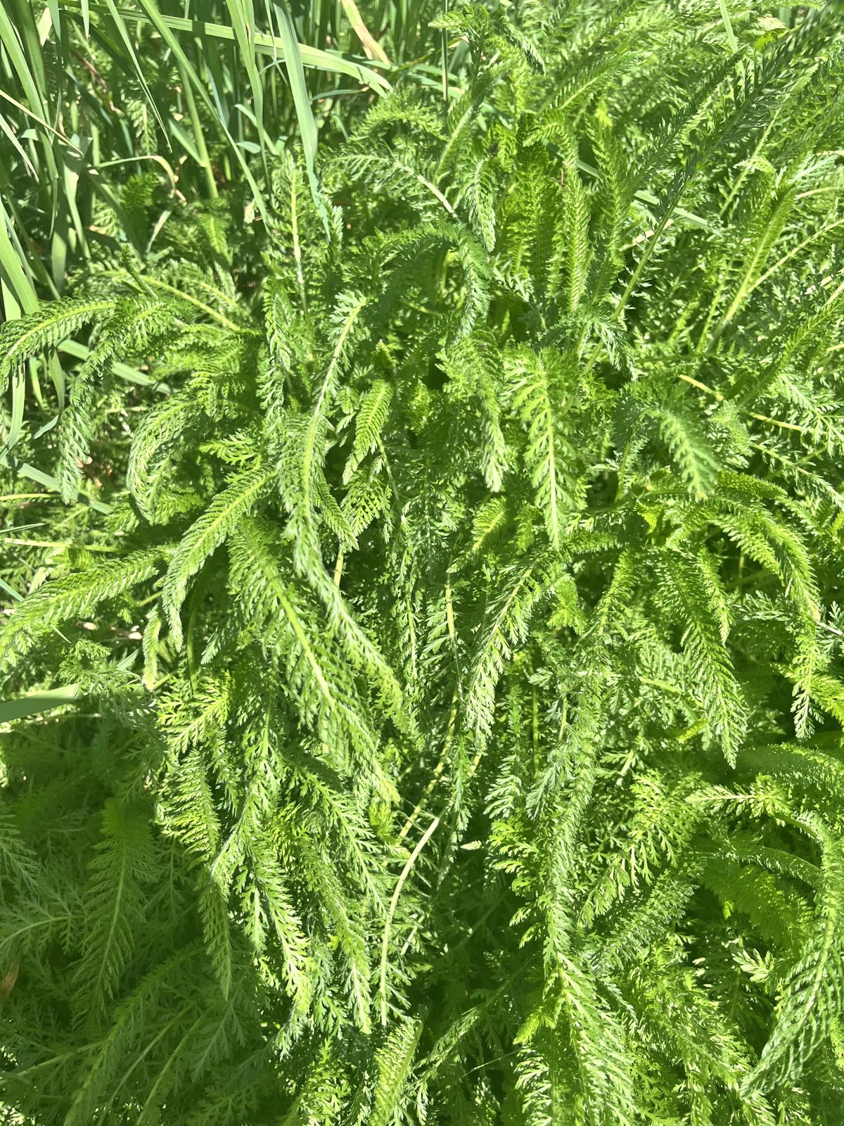 Yarrow leaves